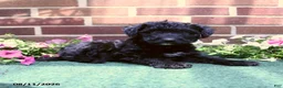 Sheltiedoodle dogs for sale: Willoughby - Ad 3