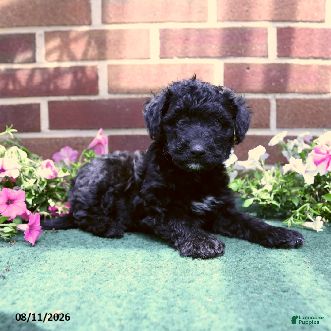 Sheltiedoodle dogs for sale: Willoughby - Ad 3