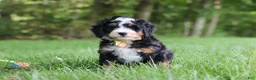 Mini Bernedoodle dogs for sale: Charlie - Ad 3