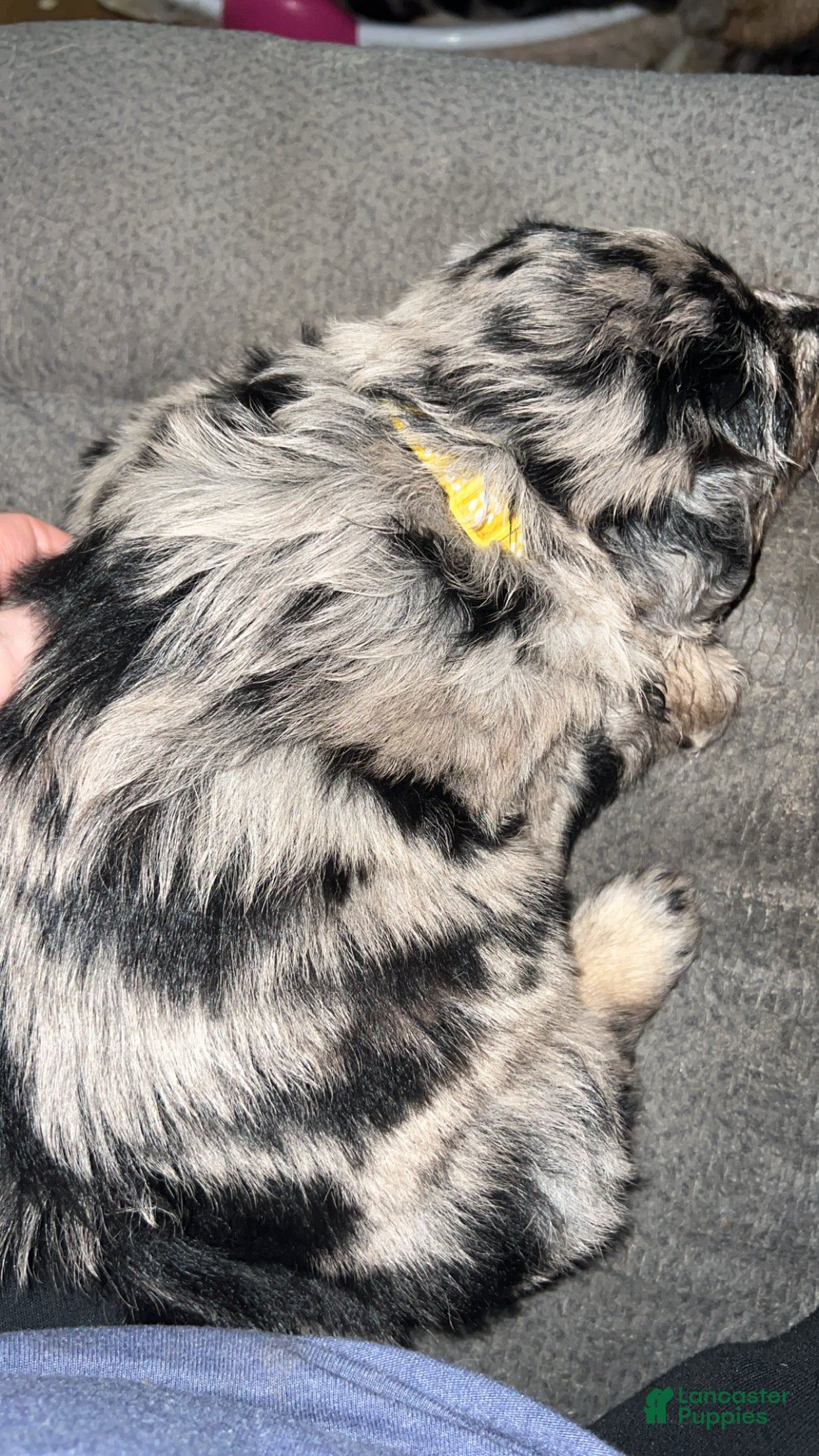 Mixed Breed dogs Mixed Breed Puppy 5 - Ad 12