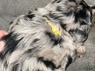 Mixed Breed dogs Mixed Breed Puppy 5 - Ad 12