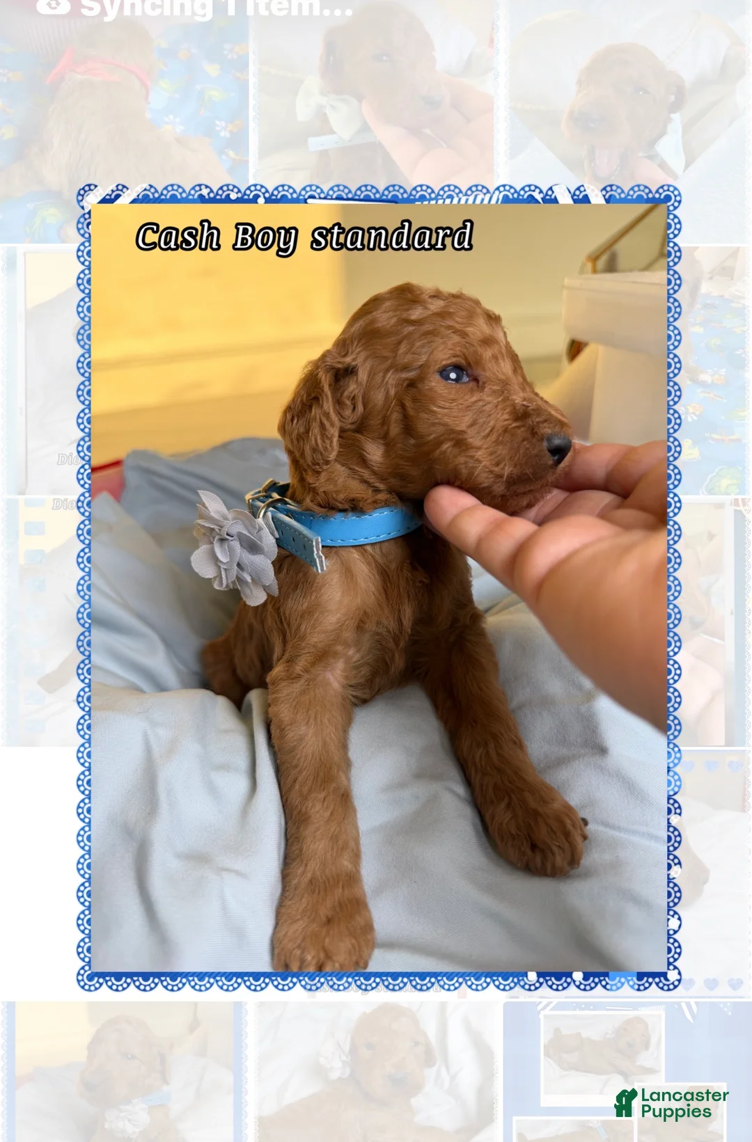 Standard Poodle dogs for sale: Cash - Ad 3