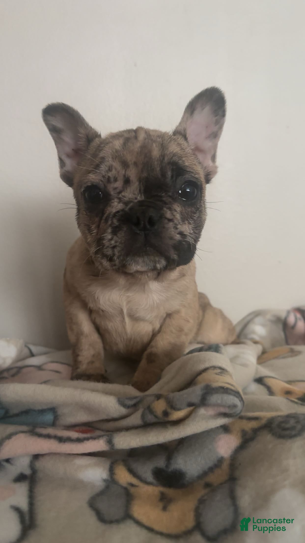 French Bulldog dogs French Bulldog Puppy 2 - Ad 2