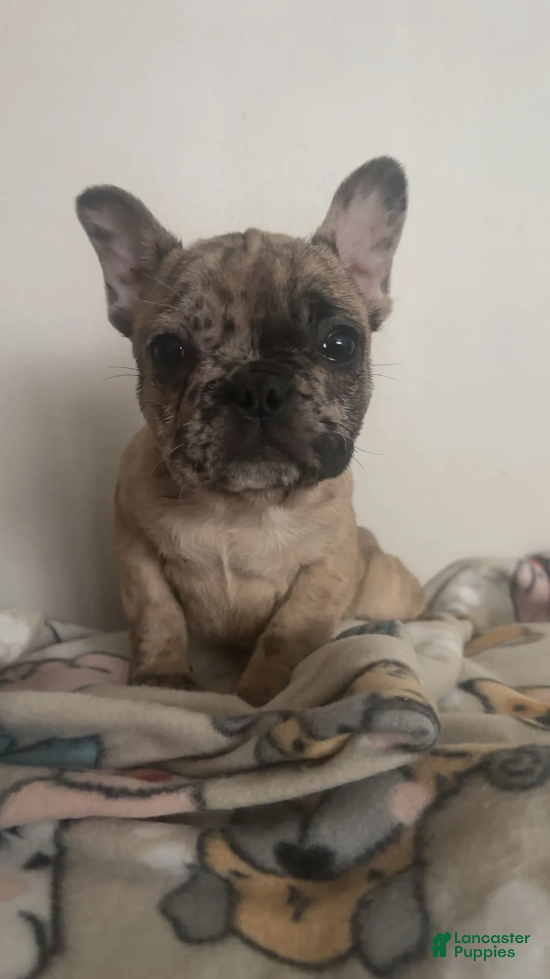 French Bulldog dogs for sale: French Bulldog Puppy 2 - Ad 2