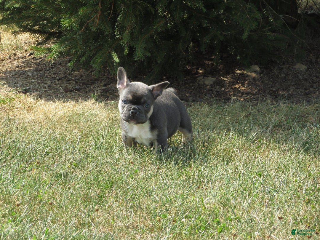 French Bulldog dogs for sale: Lucy - Ad 4