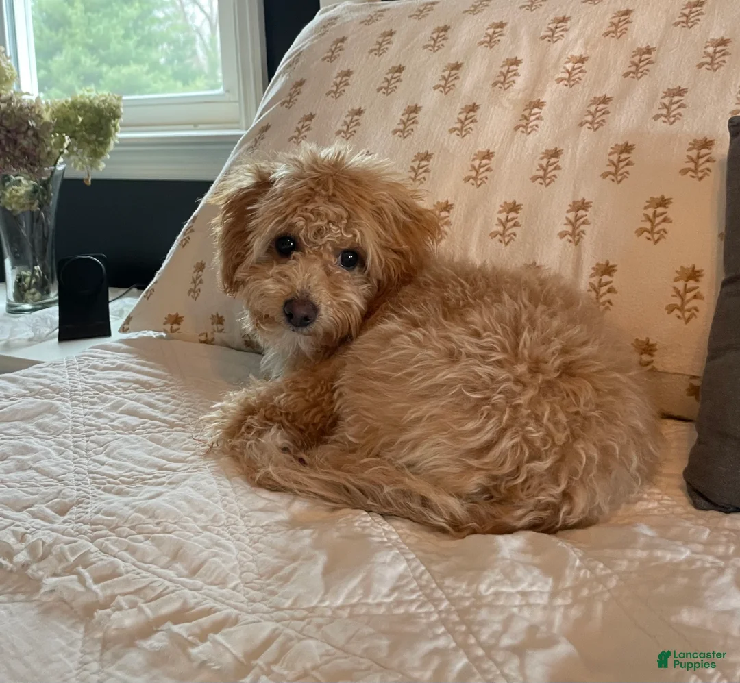 Bichpoo dogs for sale: Ella - Ad 2