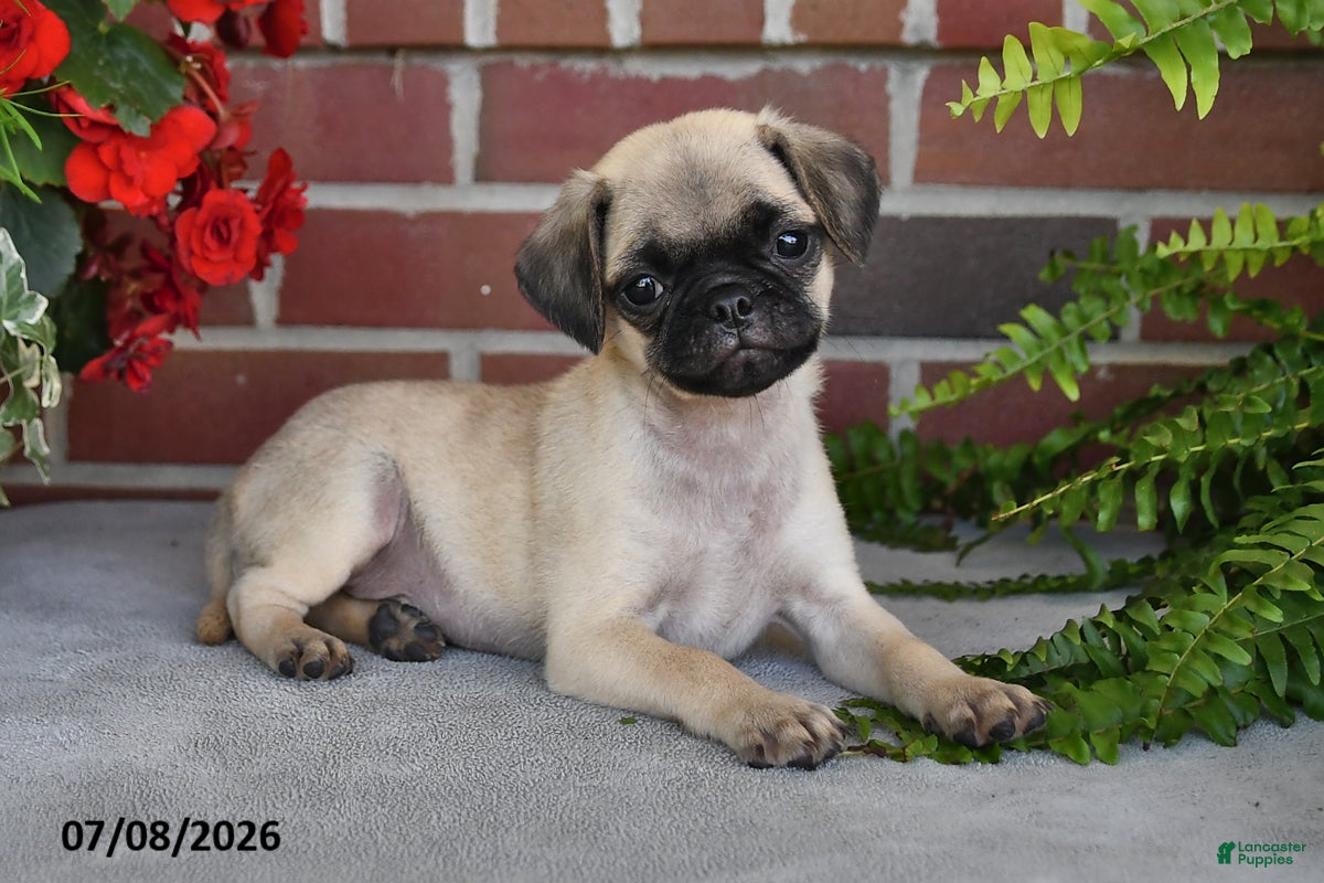 Puggle dogs Coffee - Ad 2