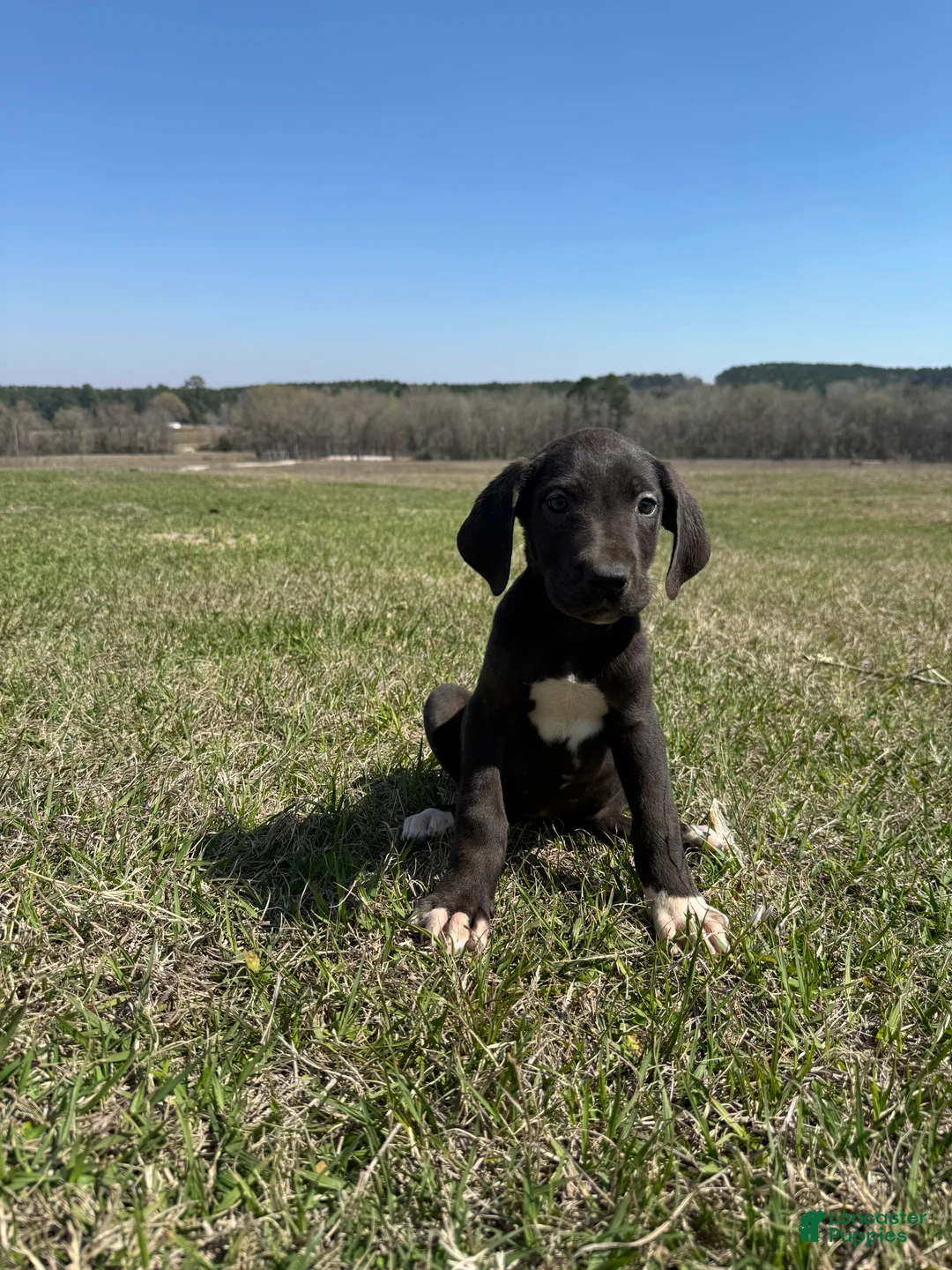 Great Dane dogs for sale: Trinity  - Ad 1