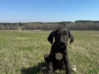 Great Dane dogs for sale: Trinity - Ad 2