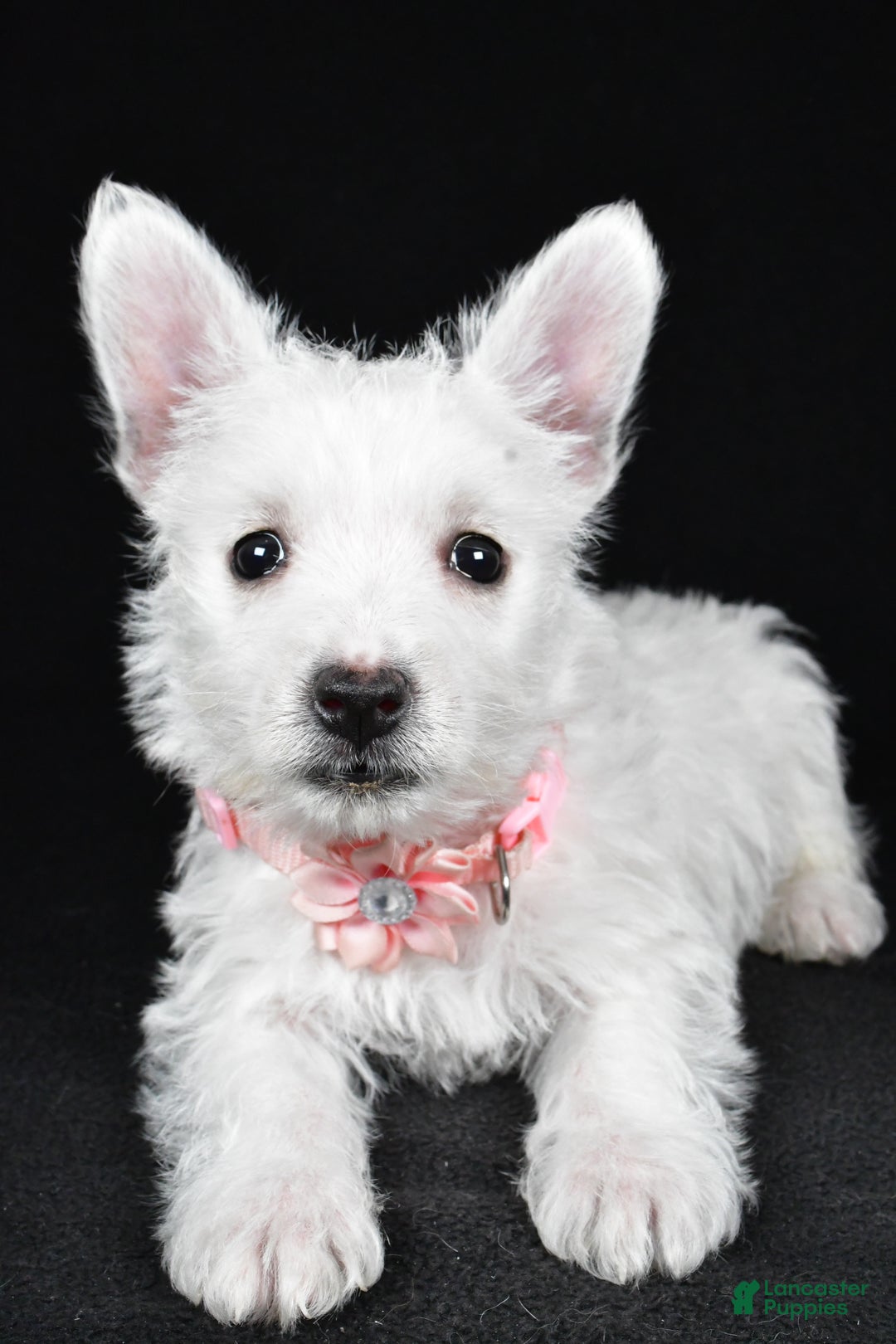 West Highland Terrier dogs for sale: Macey - Ad 4