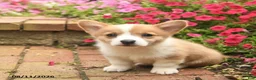 Welsh Corgi Pembroke dogs for sale: Gip  - Ad 3