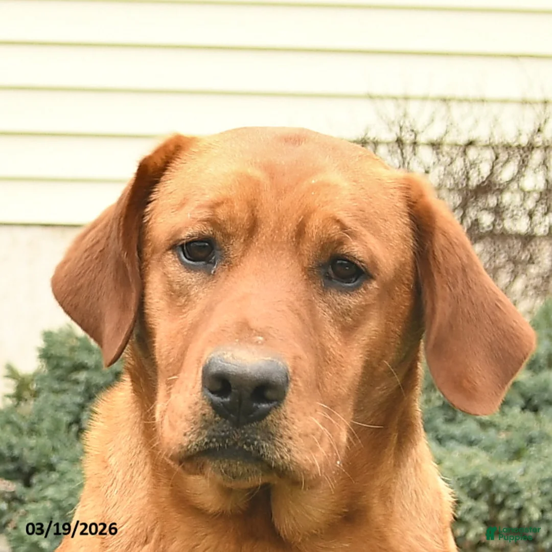 Labrador Retriever dogs for sale: Riba  - Ad 5