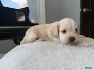 Cockapoo dogs for sale: Legacy - Ad 3