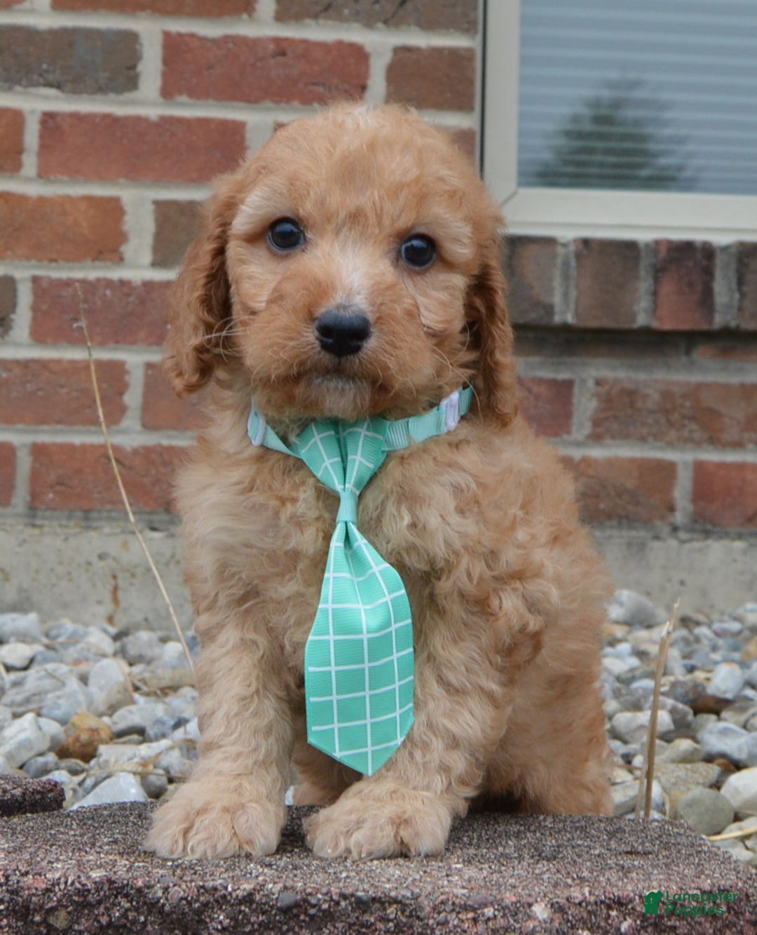 Irish Doodle dogs for sale: Mini Izzy - Ad 6