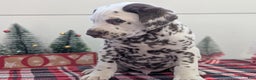 Dalmatian dogs for sale: Marshall - Ad 3
