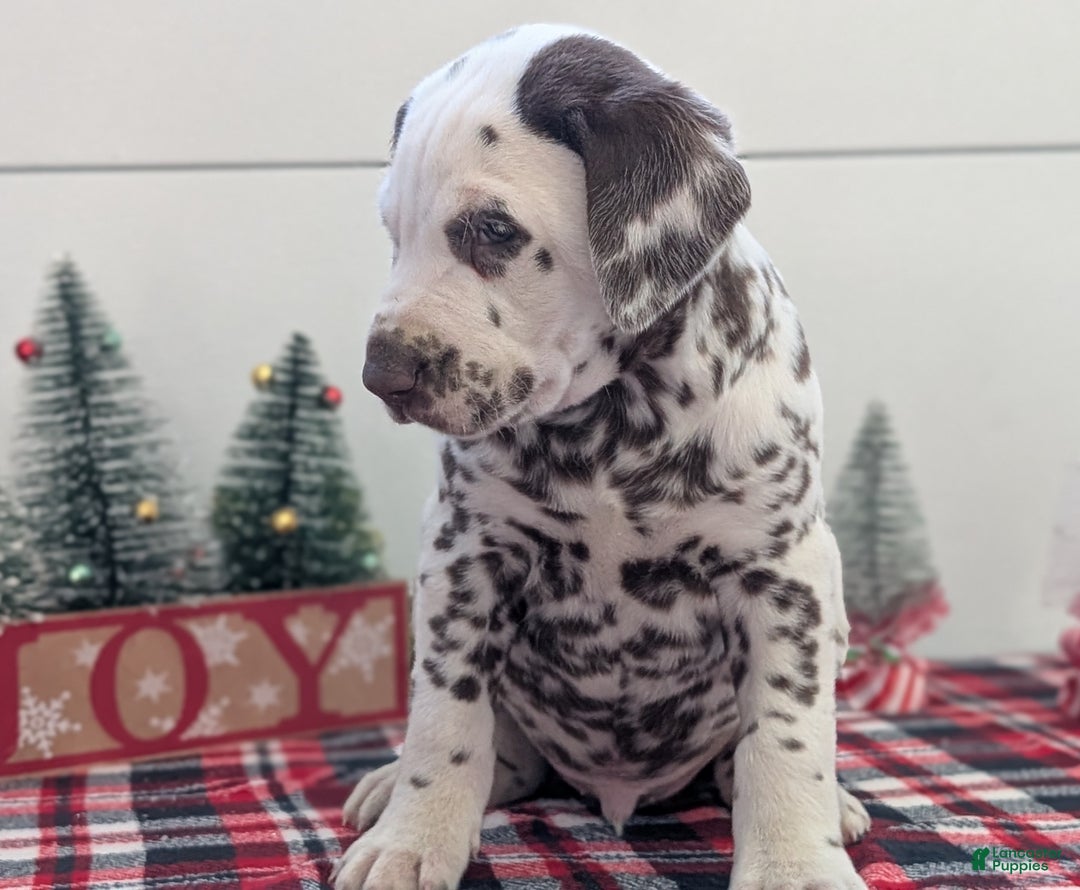 Dalmatian dogs for sale: Marshall - Ad 3