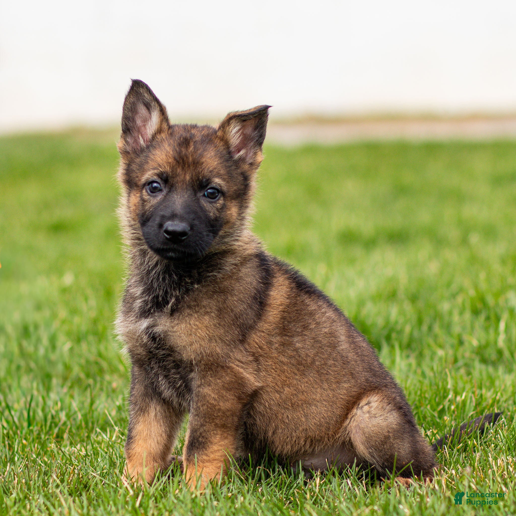 German Shepherd dogs Saber German Shepherd Puppy  - Ad 1
