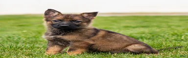 Saber German Shepherd Puppy 
