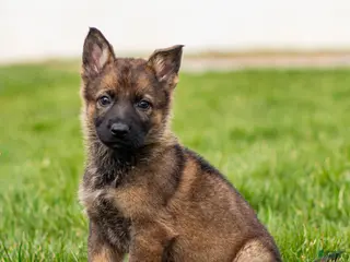 German Shepherd dogs for sale: Saber German Shepherd Puppy - Ad 2