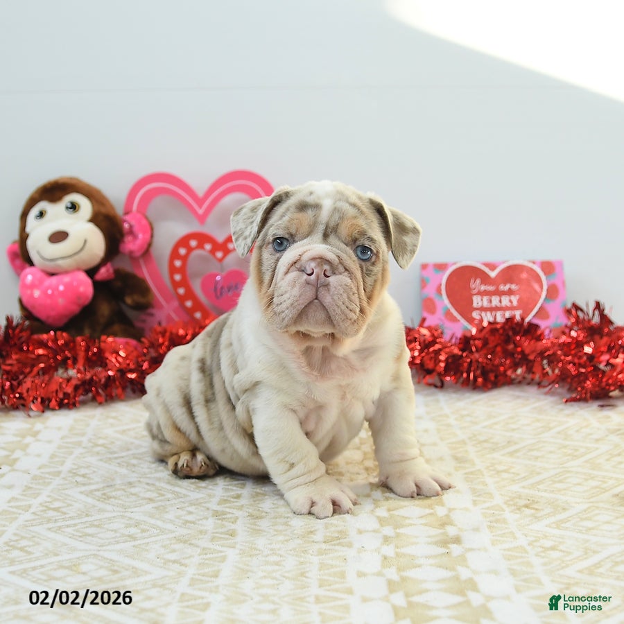 English Bulldog dogs Rex - Ad 4