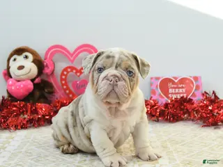 English Bulldog dogs Rex - Ad 4