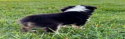 Miniature Australian Shepherd dogs for sale: Theo - Ad 3
