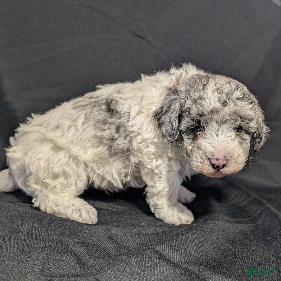 Mixed Breed dogs for sale: Lonnie  - Ad 3