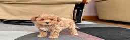 Maltipoo dogs for sale: Maltipoo male 2 - Ad 7