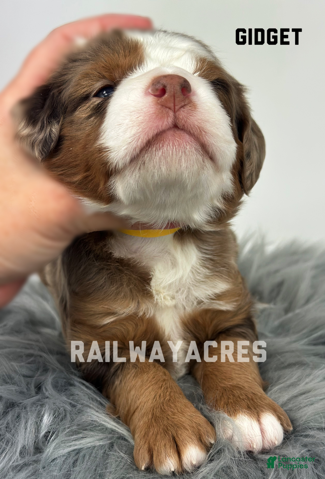 Mixed Breed dogs for sale: Gidget - Ad 3