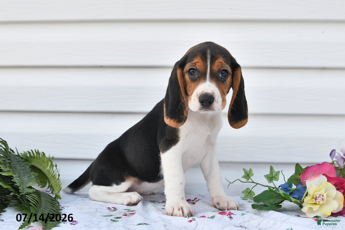 Beagle dogs Shelly - Ad 1