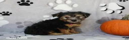 Yorkiepoo dogs for sale: Sierra - Ad 5