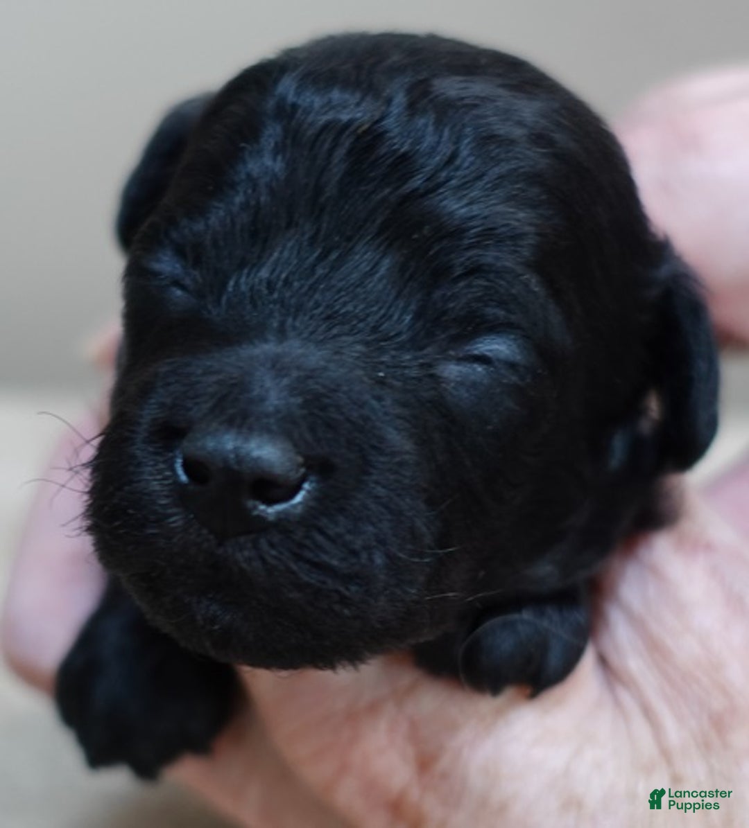 Toy Poodle dogs for sale: Benny - Ad 2