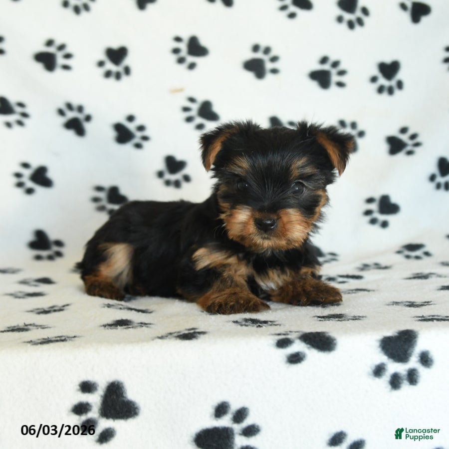 Yorkshire Terrier dogs for sale: Willow - Ad 2