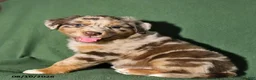 Mixed Breed dogs for sale: Blaze - Ad 3