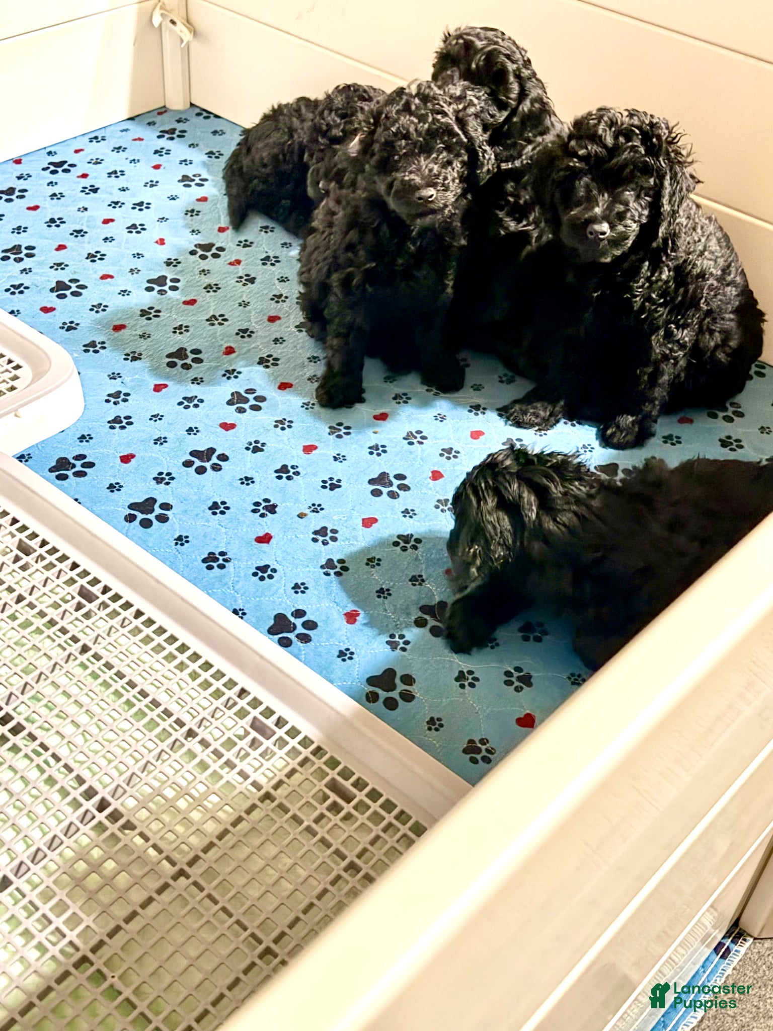 Mini Goldendoodle dogs for sale: Mini Goldendoodle Puppy 4 - Ad 3