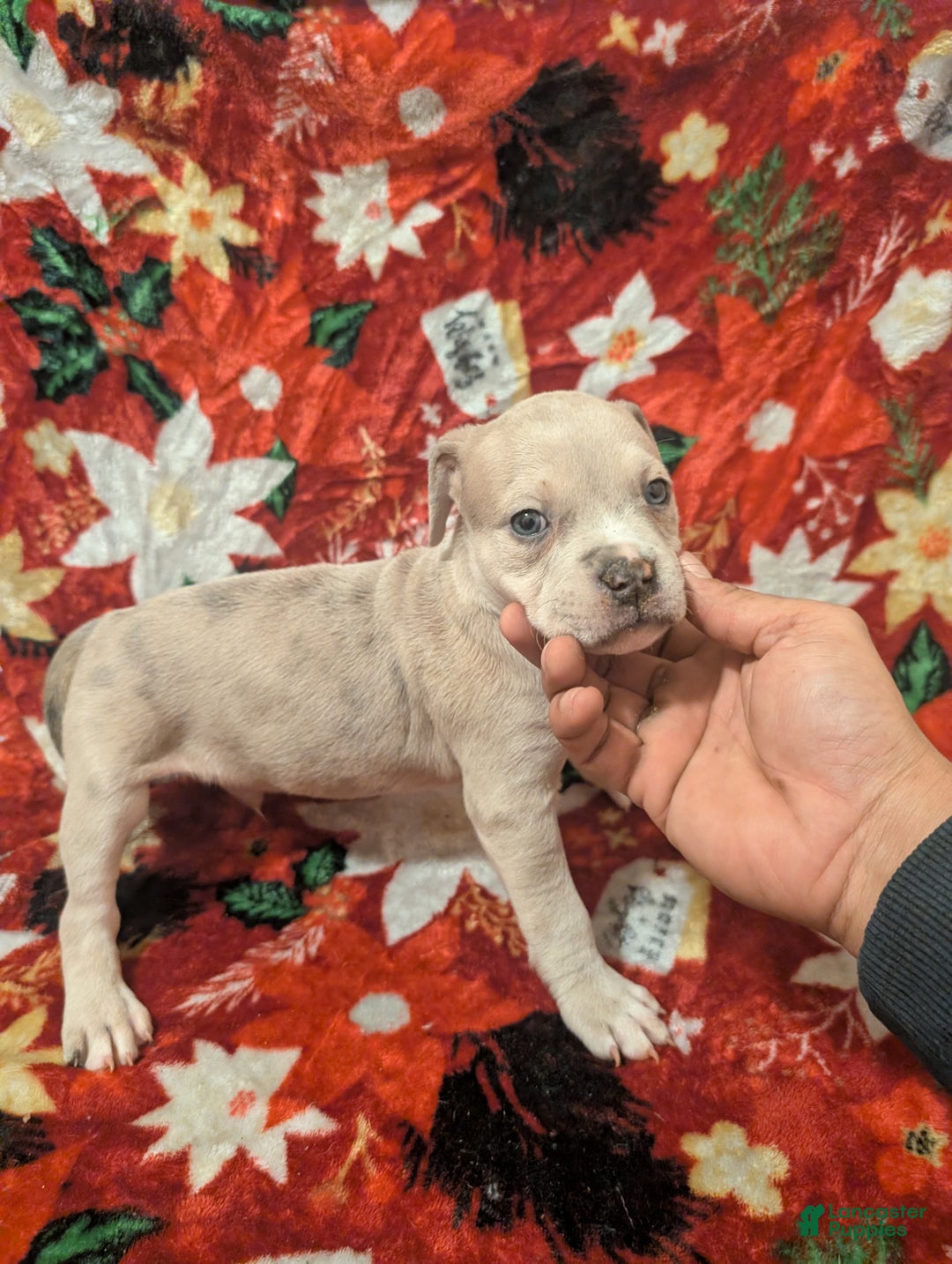 American Bully dogs for sale: American Bully Puppy 3 - Ad 2