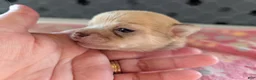 Chihuahua dogs for sale: Franklin - Ad 5