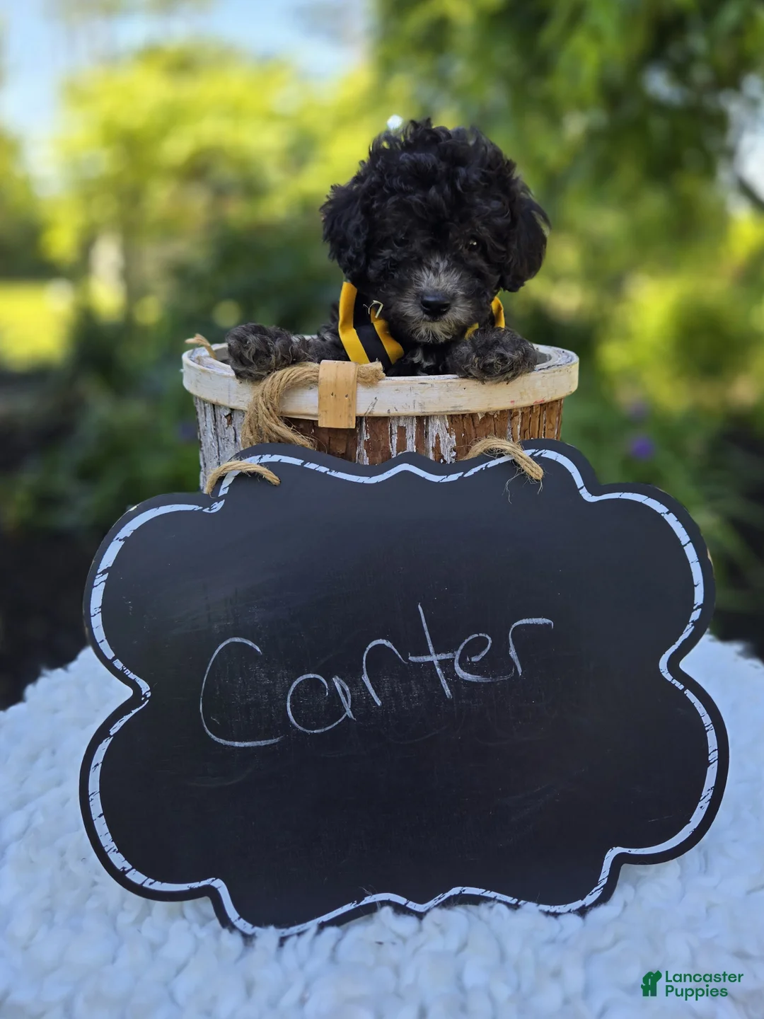 Miniature Poodle dogs for sale: Carter - Ad 4