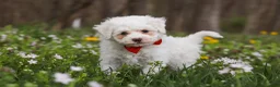 Bichpoo dogs for sale: Benji - Ad 5