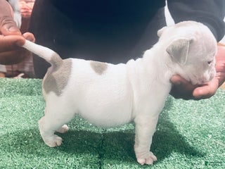 American Bully dogs American Bully Puppy 4 - Ad 9