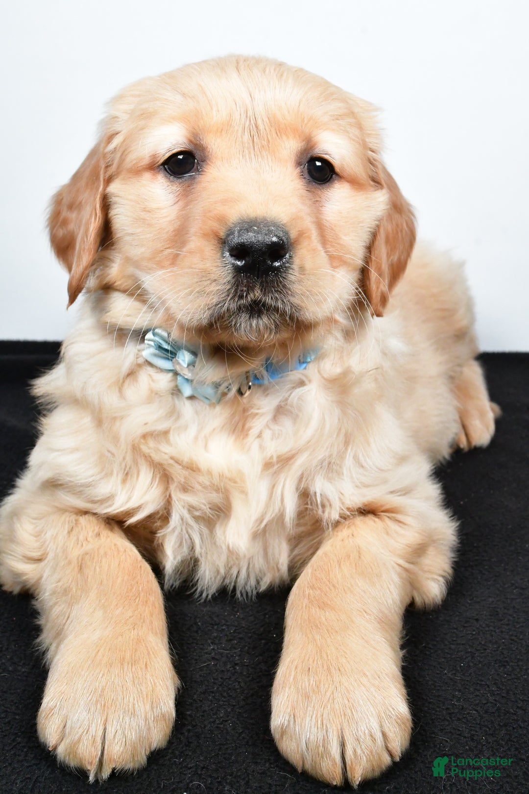 Golden Retriever dogs for sale: Jolene - Ad 9