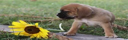 Puggle dogs for sale: Alex - Ad 3
