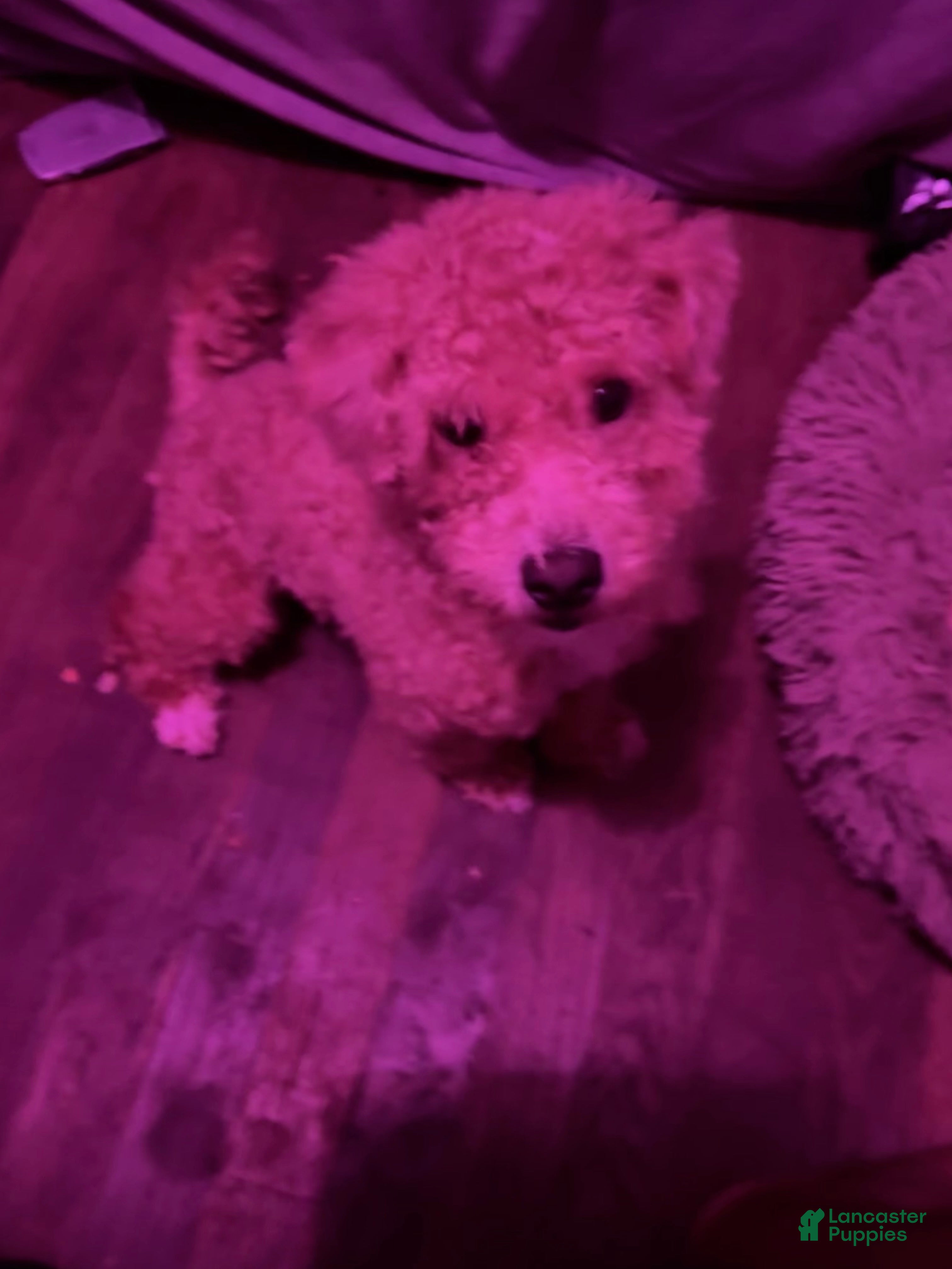 Mixed Breed dogs Mixed Breed Puppy 1 - Ad 42