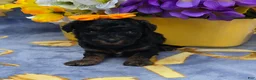 Cavapoo dogs for sale: Fiji - Ad 4