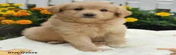 Mixed Breed dogs for sale: Frank  - Ad 1