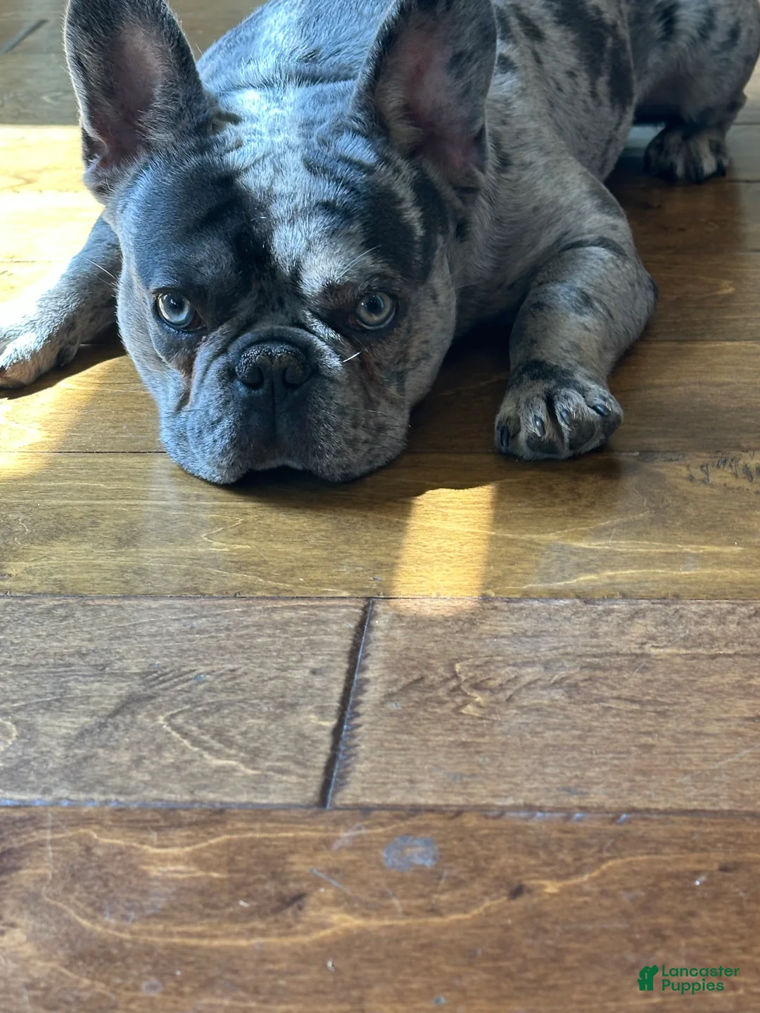 French Bulldog dogs for sale: Melo - Ad 2