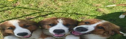Mixed Breed dogs for sale: Marley - Ad 7