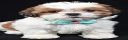 Shih Tzu dogs for sale: Tristan - Ad 6