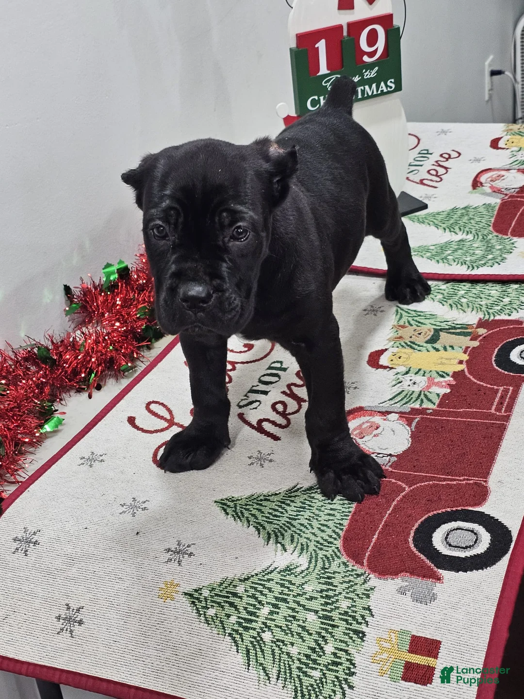 Cane Corso dogs for sale: SASSY - Ad 5
