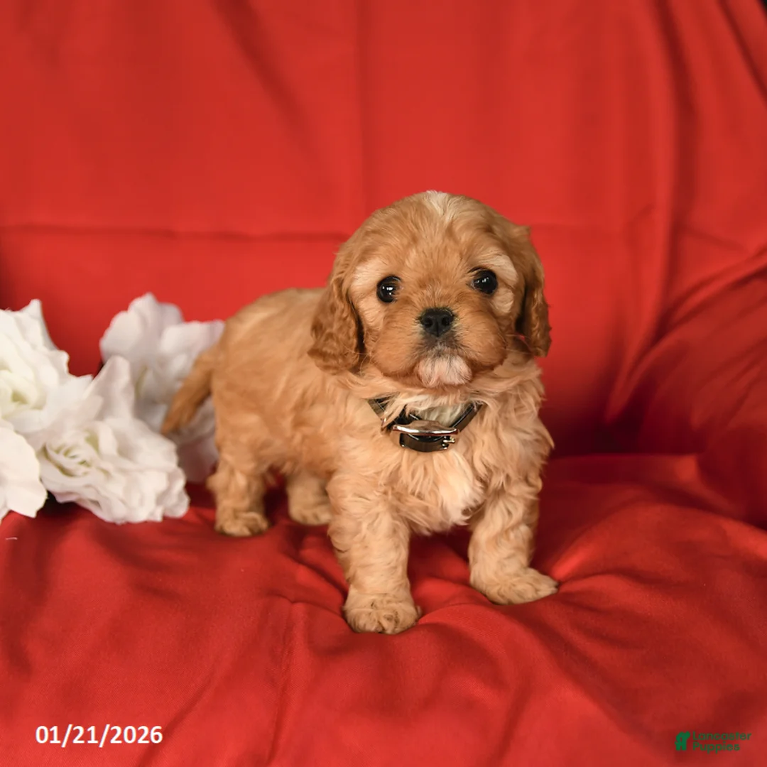 Cavapoo dogs for sale: Champ  - Ad 2